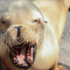Illustration for article titled Saturday Night Social: Duke the Blind Sea Lion Has Absolutely Still Got It